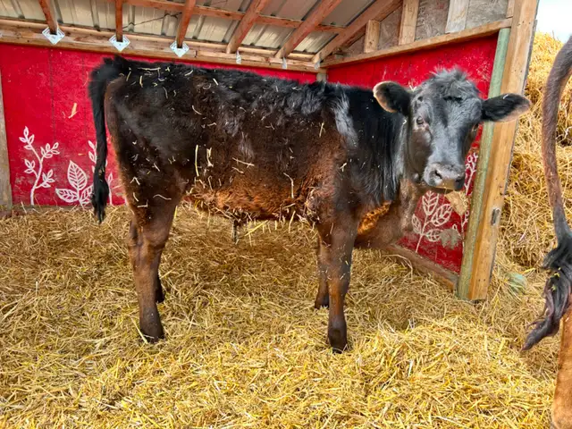 Steer Calf - Jersey/Angus - 5 Months