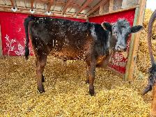 Steer Calf - Jersey/Angus - 5 Months