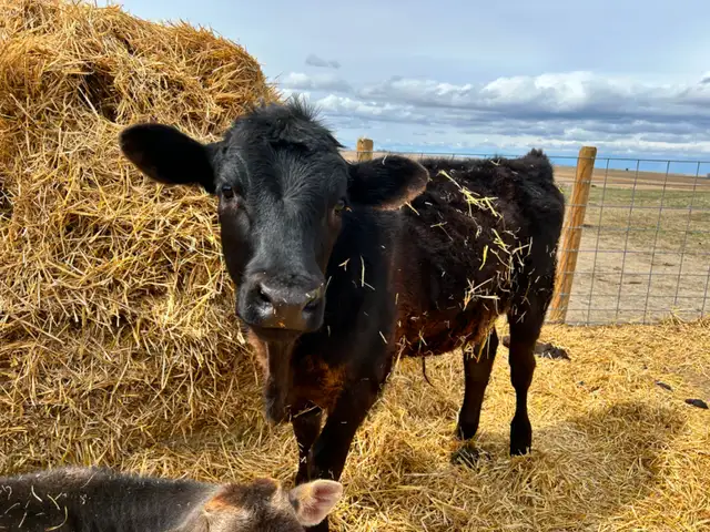 Steer Calf - Jersey/Angus - 5 Months - Photo 2