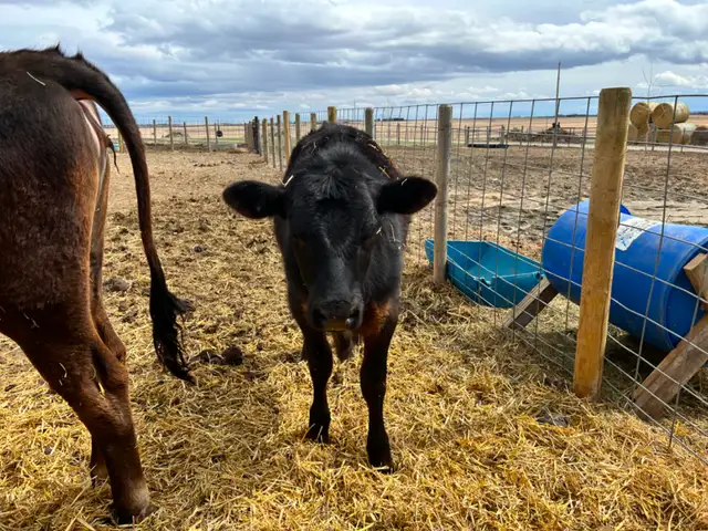 Steer Calf - Jersey/Angus - 5 Months - Photo 3