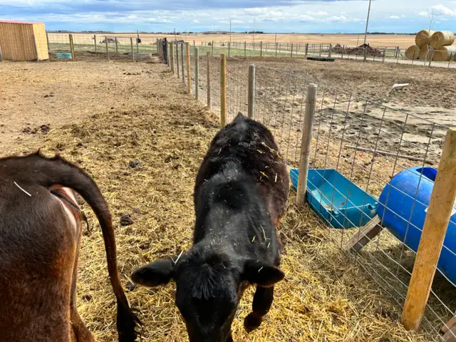 Steer Calf - Jersey/Angus - 5 Months - Photo 4