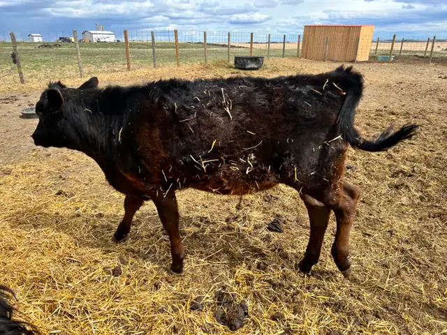 Steer Calf - Jersey/Angus - 5 Months - Photo 5