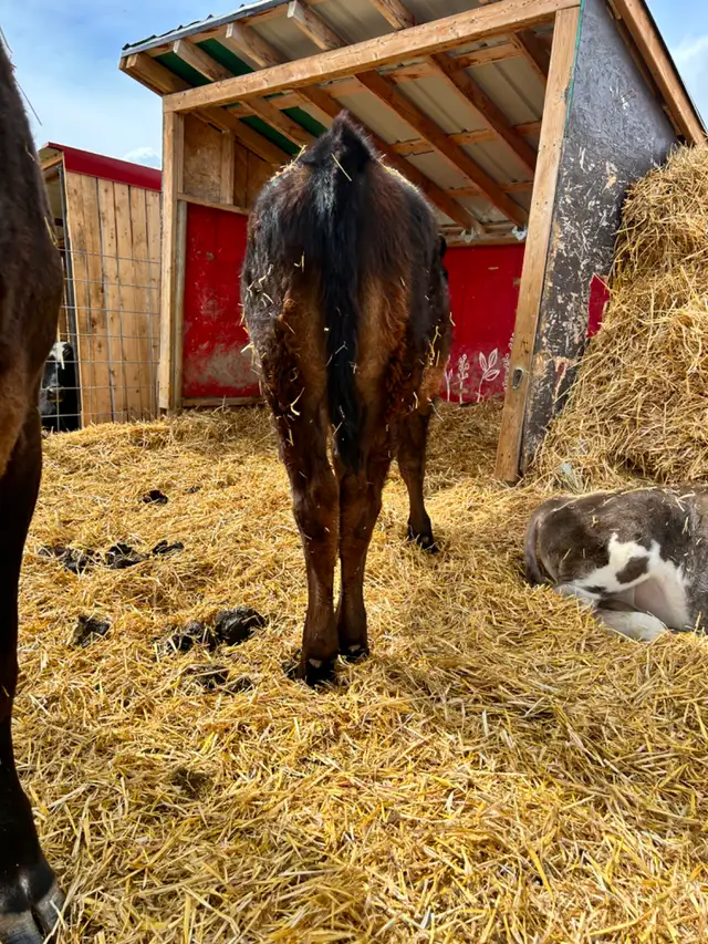 Steer Calf - Jersey/Angus - 5 Months - Photo 6