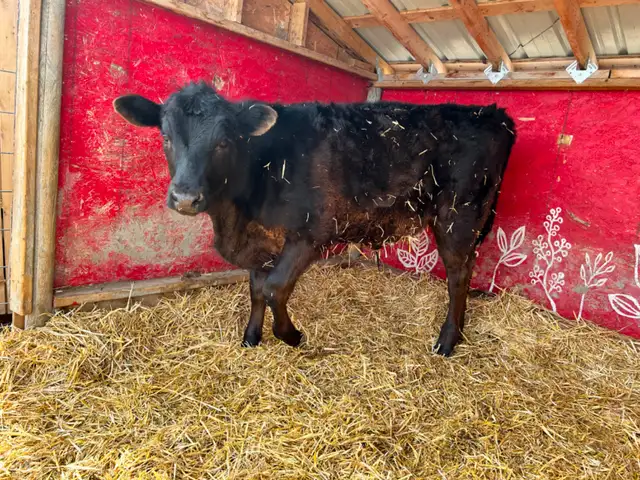 Steer Calf - Jersey/Angus - 5 Months - Photo 7