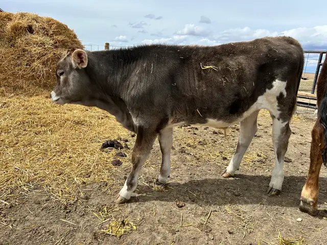 Brown Swiss/Jersey Steer Calf