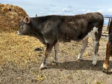Brown Swiss/Jersey Steer Calf