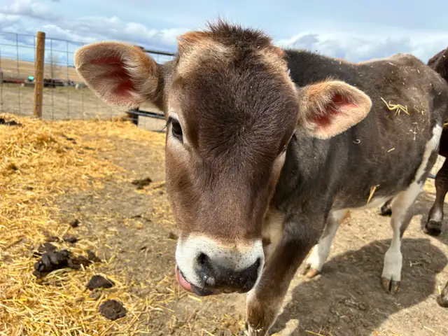 Brown Swiss/Jersey Steer Calf - Photo 2