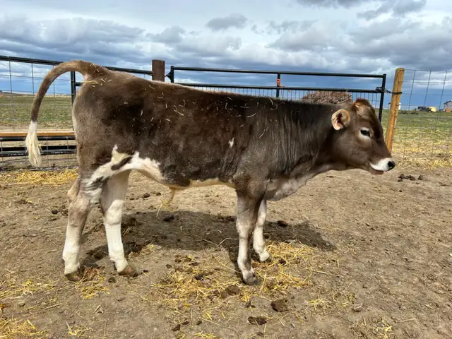 Brown Swiss/Jersey Steer Calf - Photo 3