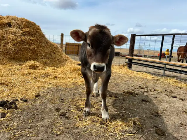 Brown Swiss/Jersey Steer Calf - Photo 4