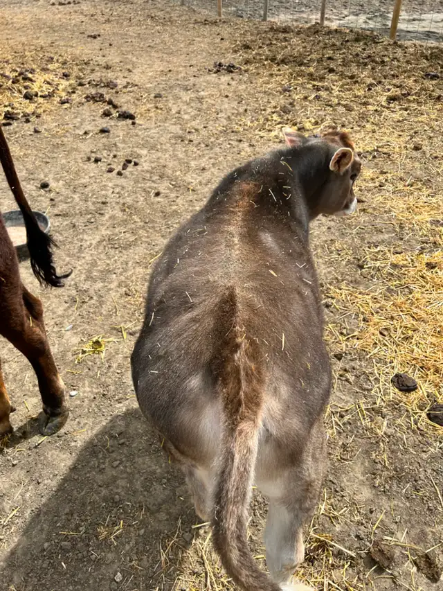Brown Swiss/Jersey Steer Calf - Photo 5