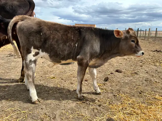 Brown Swiss/Jersey Steer Calf - Photo 6