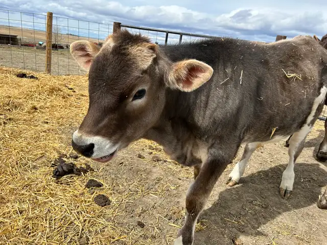 Brown Swiss/Jersey Steer Calf - Photo 7