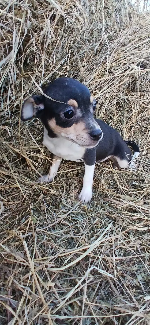 Jack Russell cross Rat Territor pups for sale