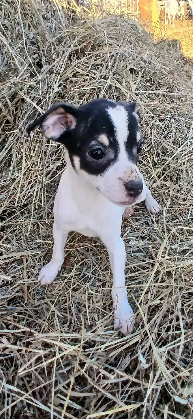 Jack Russell cross Rat Territor pups for sale - Photo 2
