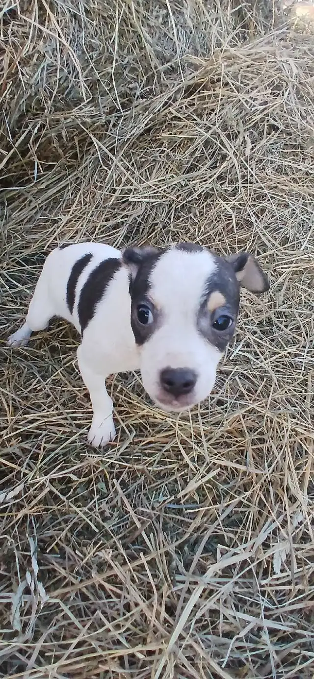 Jack Russell cross Rat Territor pups for sale - Photo 3