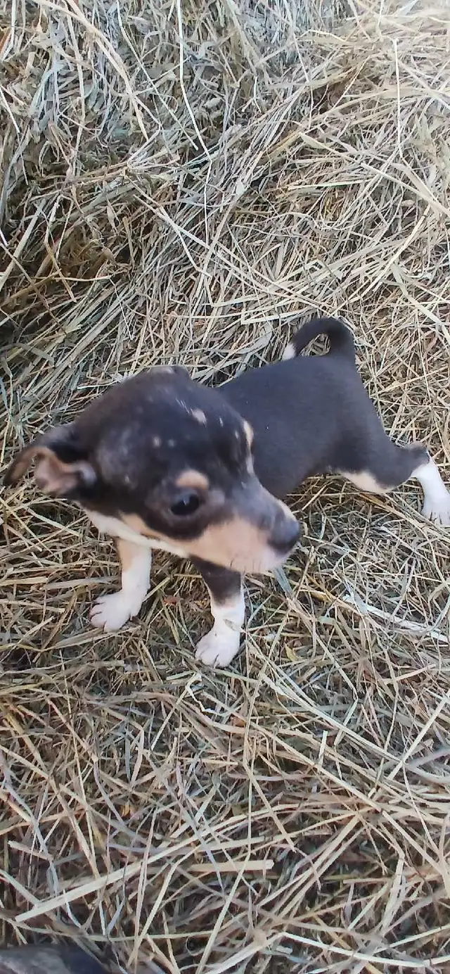 Jack Russell cross Rat Territor pups for sale - Photo 4
