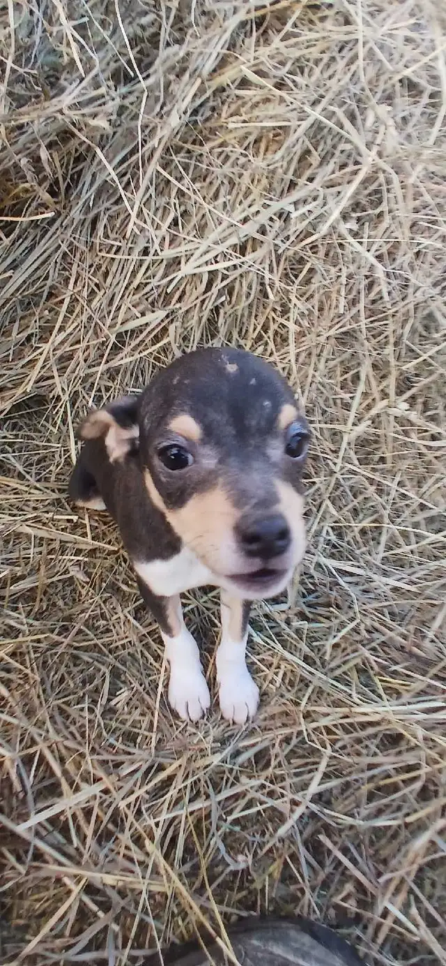 Jack Russell cross Rat Territor pups for sale - Photo 5