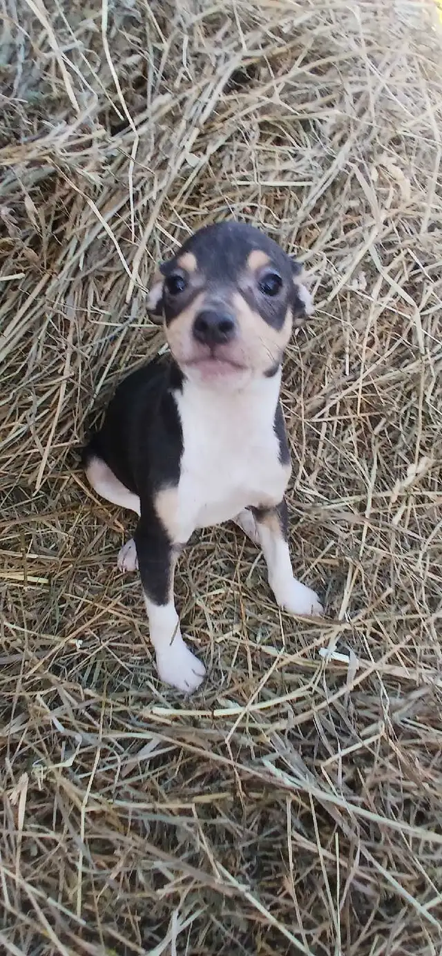 Jack Russell cross Rat Territor pups for sale - Photo 6