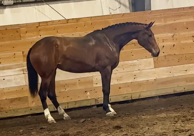 Warmblood 3yr old filly