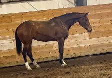 Warmblood 3yr old filly