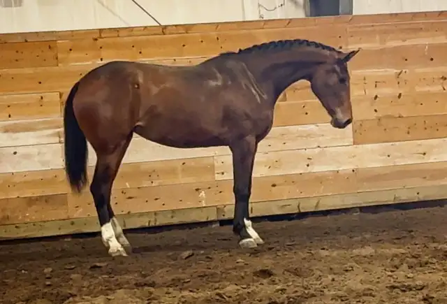 Warmblood 3yr old filly - Photo 2