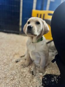 CKC Registered Yellow Lab Puppies