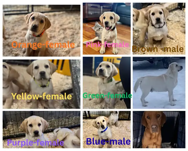 CKC Registered Yellow Lab Puppies - Photo 2