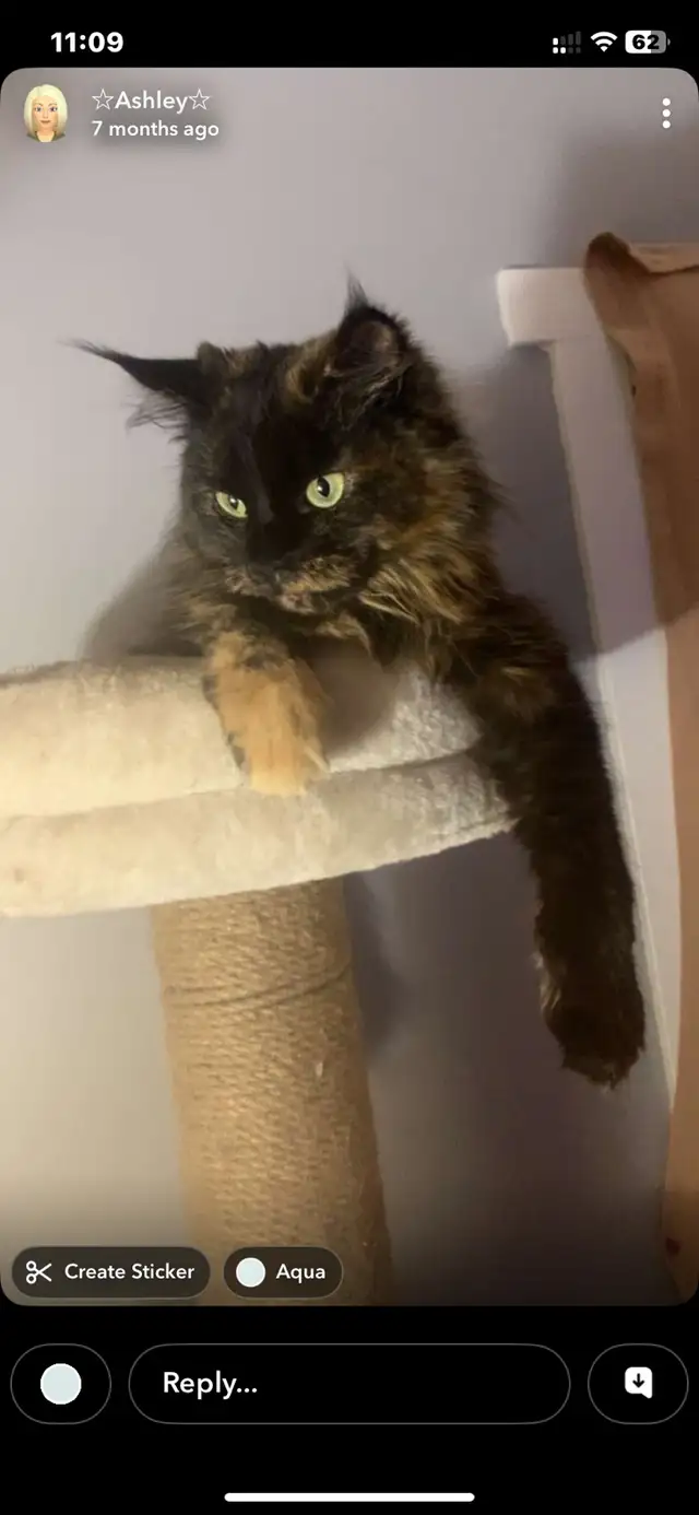 mixed mainecoon kittens