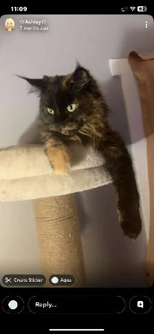 mixed mainecoon kittens