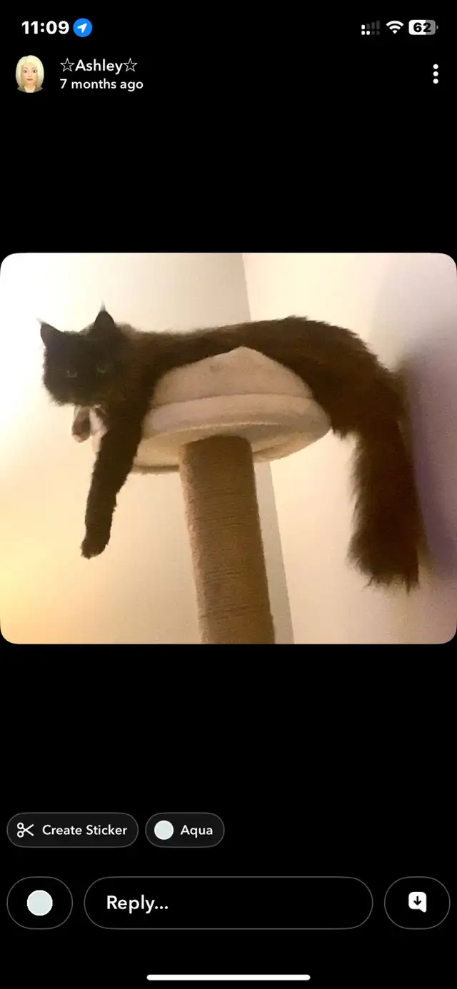 mixed mainecoon kittens - Photo 2