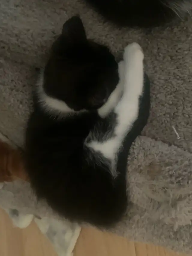 mixed mainecoon kittens - Photo 3