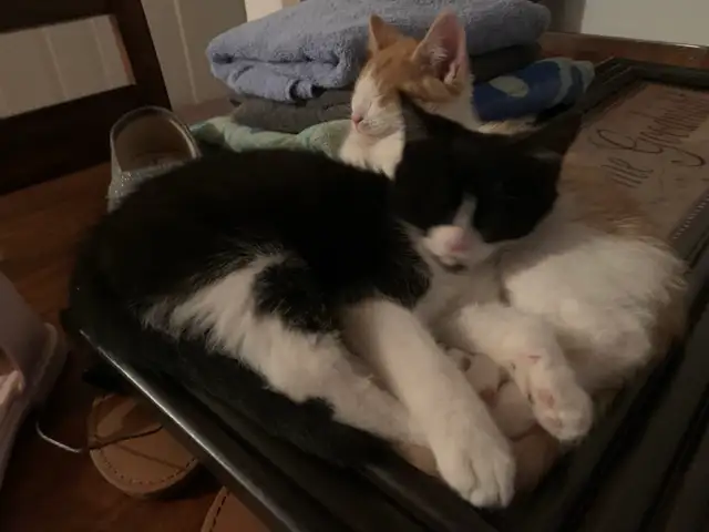 mixed mainecoon kittens - Photo 4