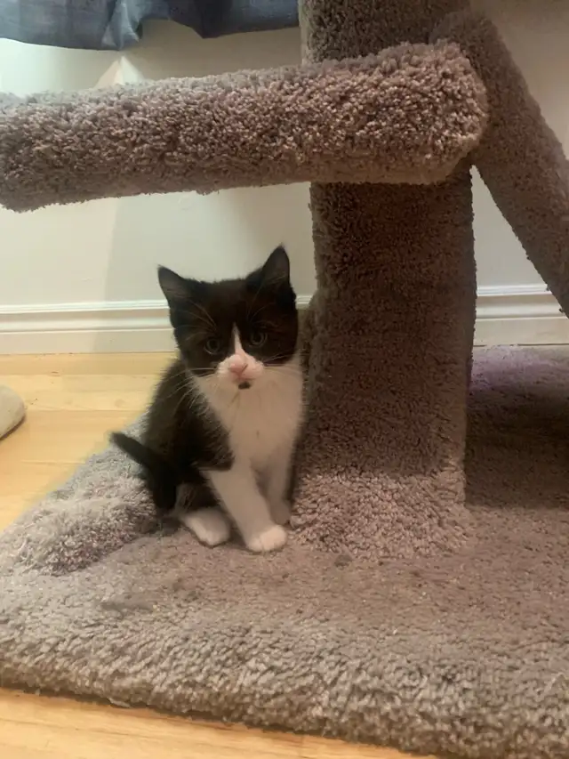 mixed mainecoon kittens - Photo 5