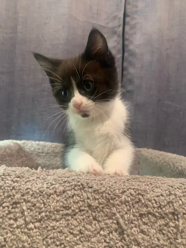 mixed mainecoon kittens - Photo 6
