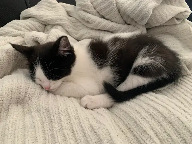 mixed mainecoon kittens - Photo 7