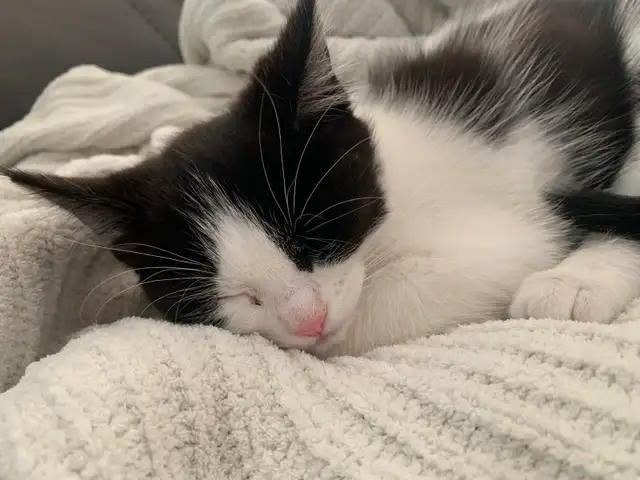 mixed mainecoon kittens - Photo 8