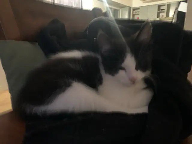 mixed mainecoon kittens - Photo 9