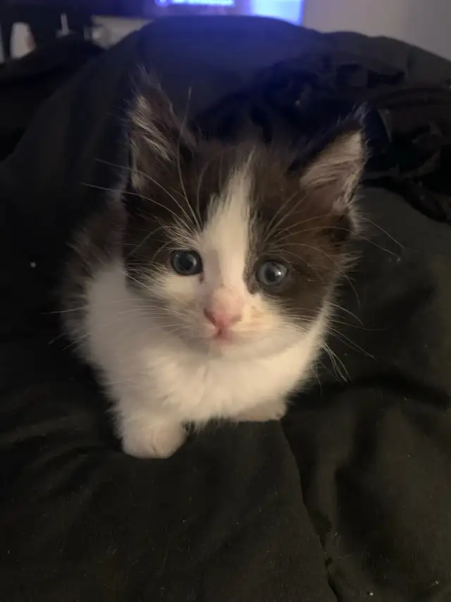 mixed mainecoon kittens - Photo 10