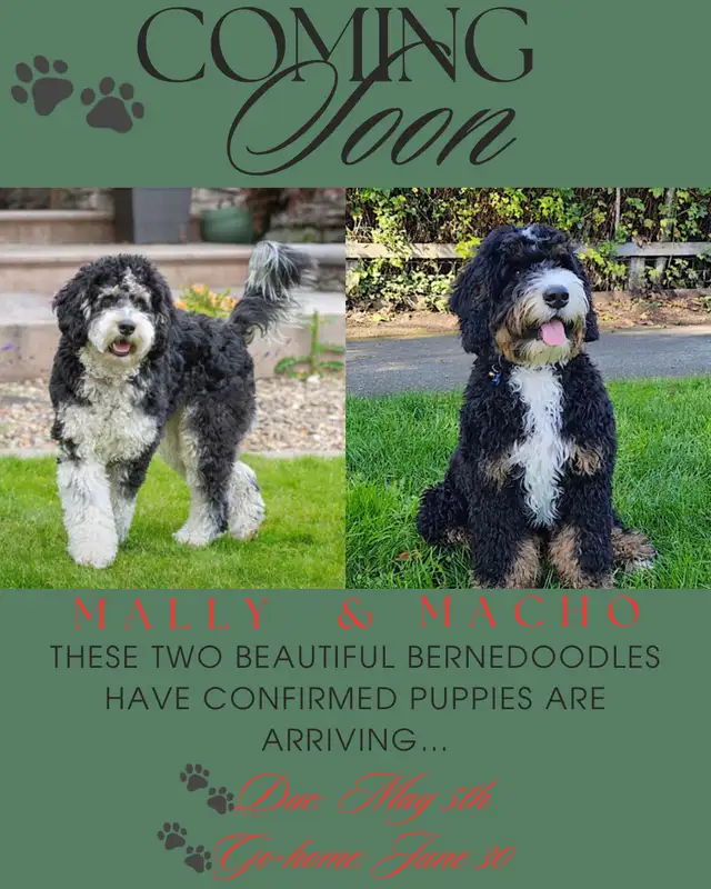 Bernedoodle Puppies!