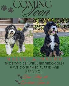 Bernedoodle Puppies!