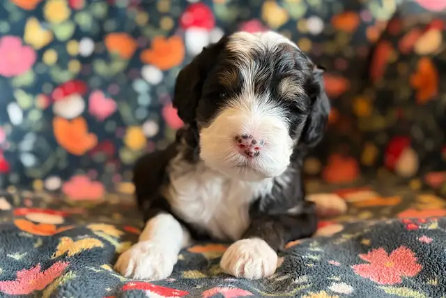 Bernedoodle Puppies! - Photo 2