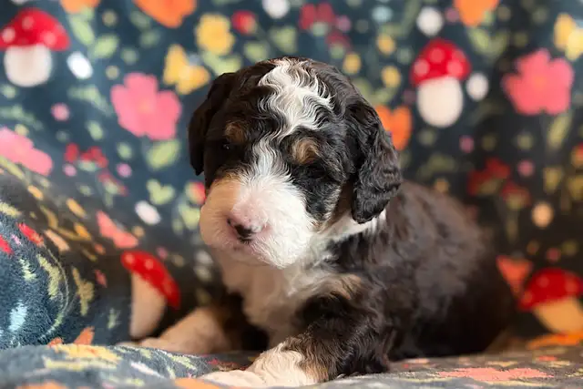 Bernedoodle Puppies! - Photo 3