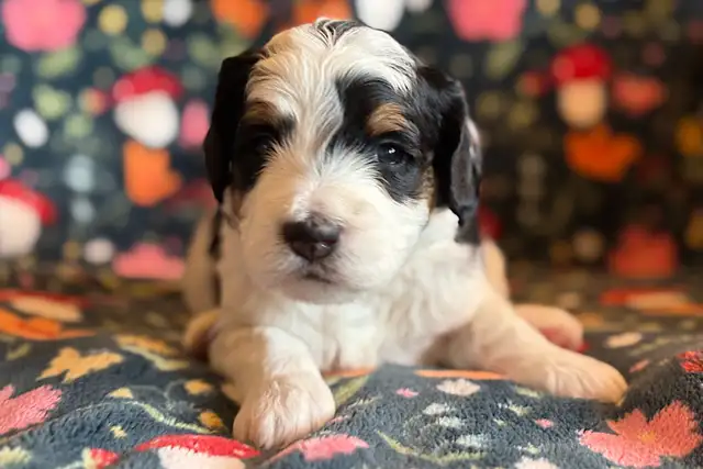 Bernedoodle Puppies! - Photo 4