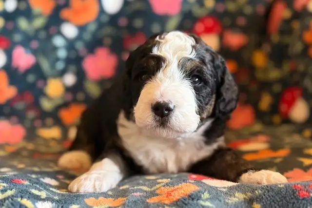Bernedoodle Puppies! - Photo 5