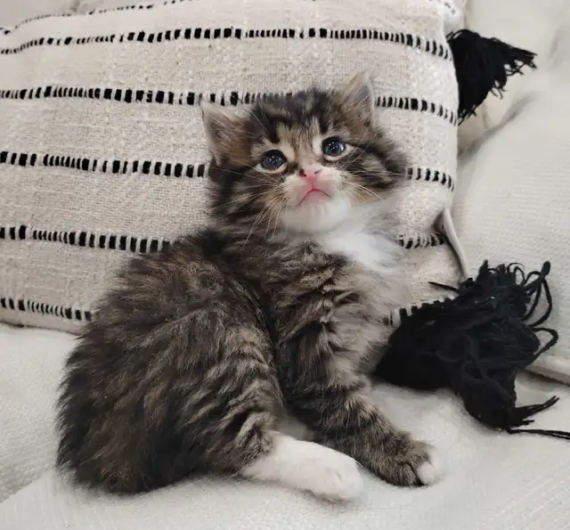 Chaton Sibérien hypoallergene