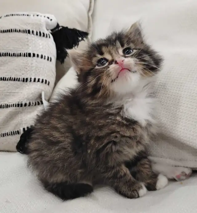 Chaton Sibérien hypoallergene - Photo 2