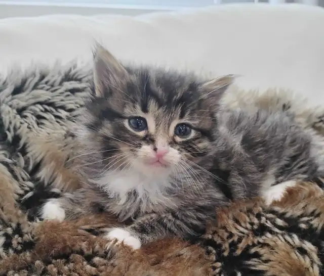 Chaton Sibérien hypoallergene - Photo 4