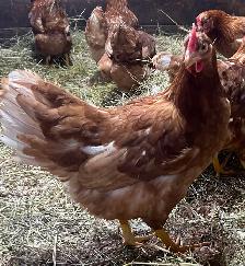 Young laying hens for sale.