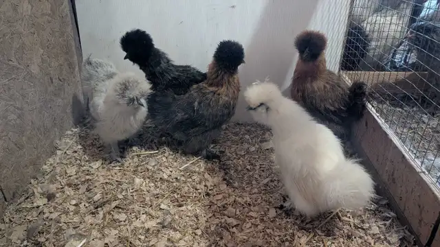 silkie hens