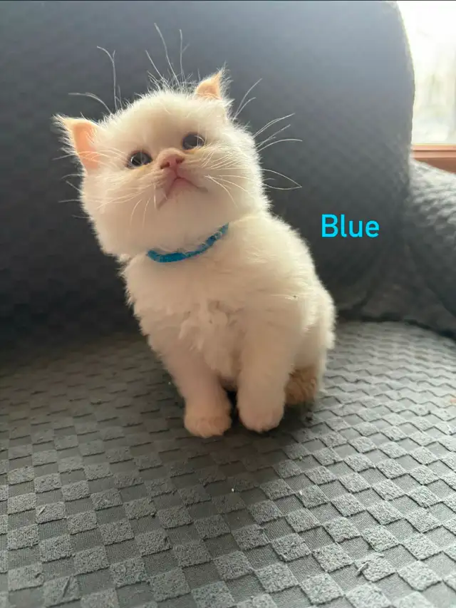 Beautiful Male Himalayan kitten